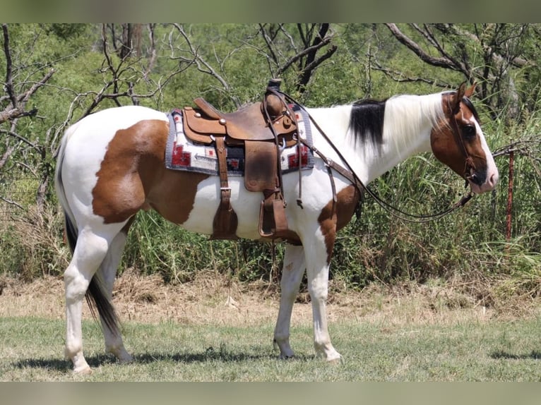 Paint Horse Caballo castrado 5 años 157 cm Tobiano-todas las-capas in Eastland TX