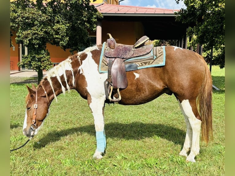 Paint Horse Caballo castrado 5 años 158 cm in Parma