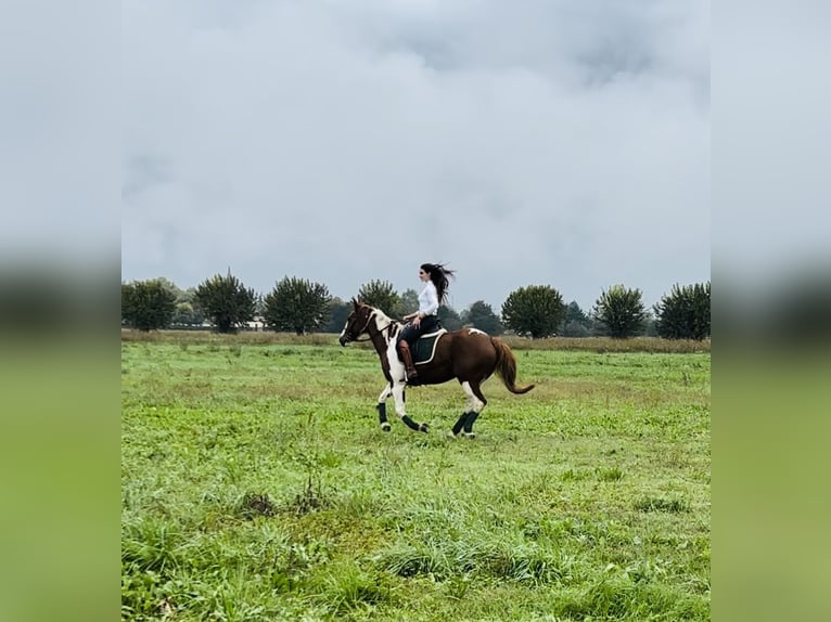 Paint Horse Caballo castrado 5 años 158 cm in Parma