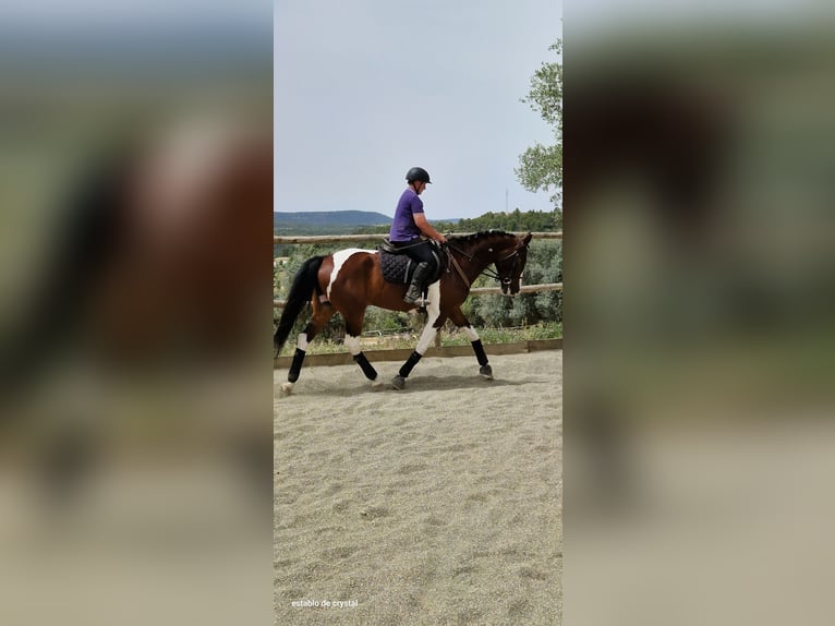 Paint Horse Mestizo Caballo castrado 5 años 165 cm Pío in Valderrobres