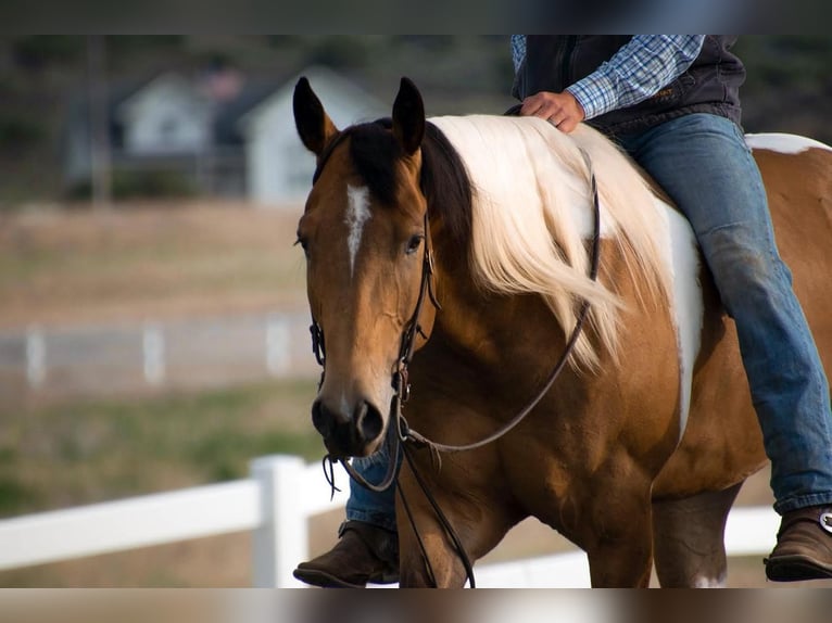 Paint Horse Caballo castrado 5 años Buckskin/Bayo in Rexburg, ID