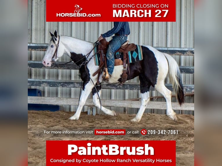Paint Horse Caballo castrado 5 años in Waterford, CA