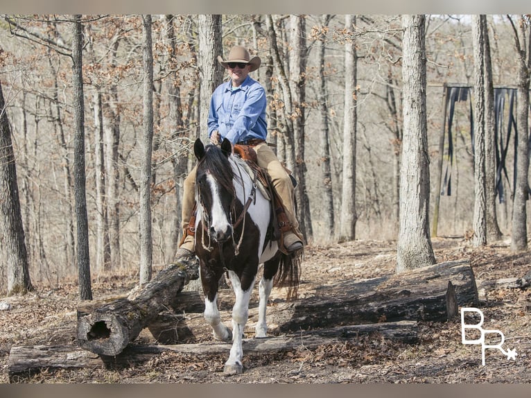 Paint Horse Caballo castrado 5 años Tobiano-todas las-capas in Mountain Grove MO