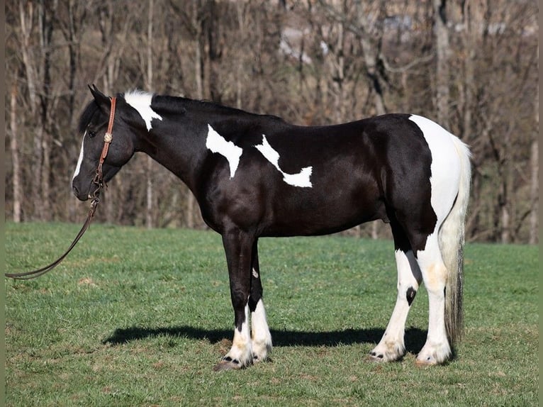 Paint Horse Caballo castrado 5 años Tobiano-todas las-capas in Parkers Lake KY
