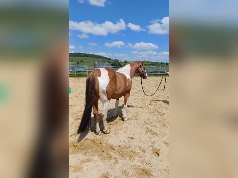 Paint Horse Caballo castrado 6 años 140 cm Tobiano-todas las-capas in Rottenburg am Neckar