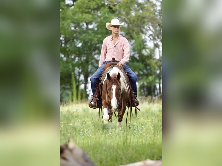 Paint Horse Caballo castrado 6 años 147 cm Alazán rojizo in Huntsville, TX