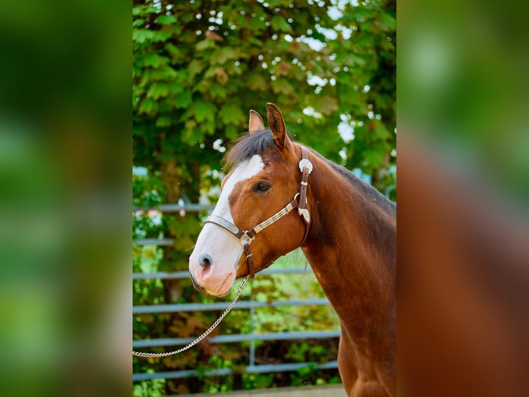 Paint Horse Caballo castrado 6 años 147 cm Overo-todas las-capas in Eggenthal