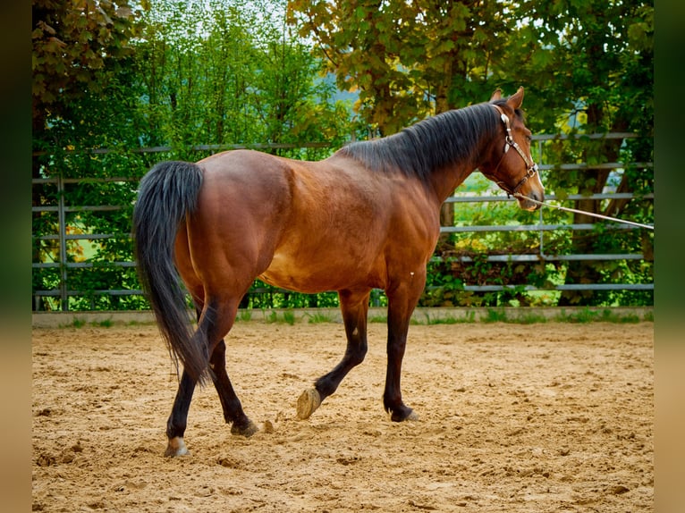 Paint Horse Caballo castrado 6 años 147 cm Overo-todas las-capas in Eggenthal