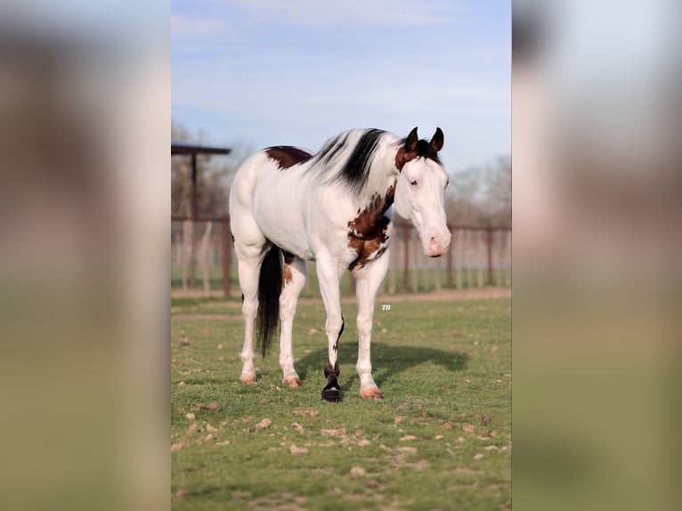 Paint Horse Caballo castrado 6 años 147 cm Pío in Lipan