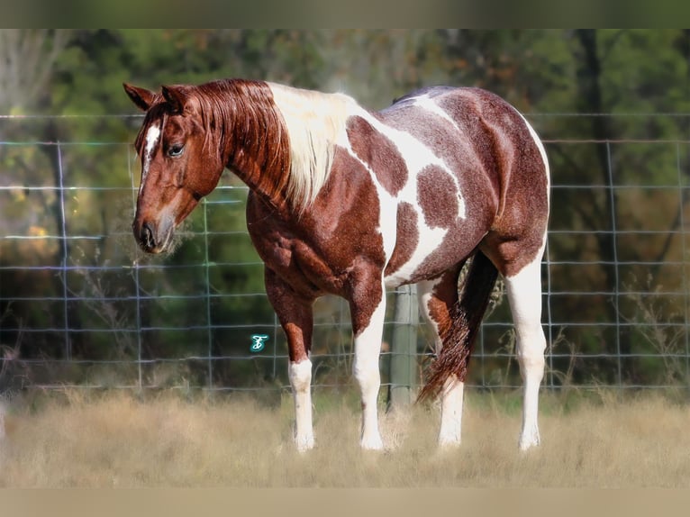 Paint Horse Caballo castrado 6 años 147 cm Pío in Lufkin