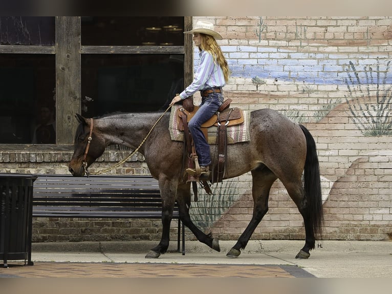 Paint Horse Caballo castrado 6 años 150 cm Castaño-ruano in Weatherford, TX