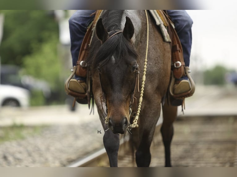 Paint Horse Caballo castrado 6 años 150 cm Castaño-ruano in Weatherford, TX