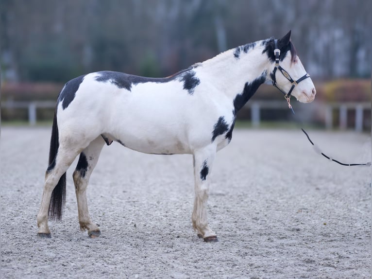 Paint Horse Caballo castrado 6 años 150 cm Overo-todas las-capas in Neustadt (Wied)