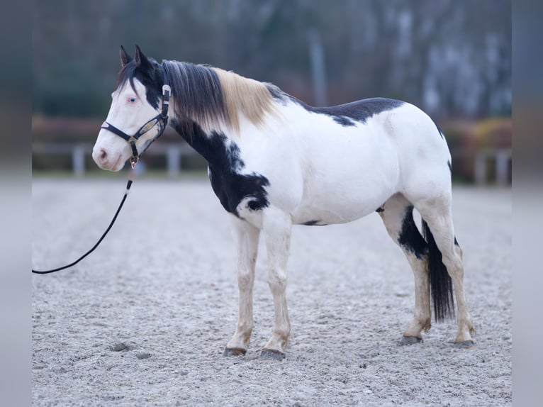 Paint Horse Caballo castrado 6 años 150 cm Overo-todas las-capas in Neustadt (Wied)