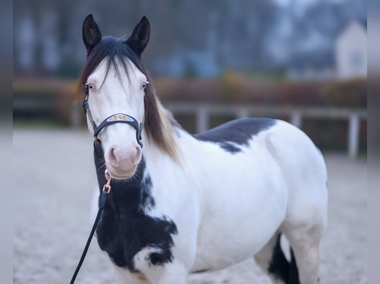 Paint Horse Caballo castrado 6 años 150 cm Overo-todas las-capas in Neustadt (Wied)