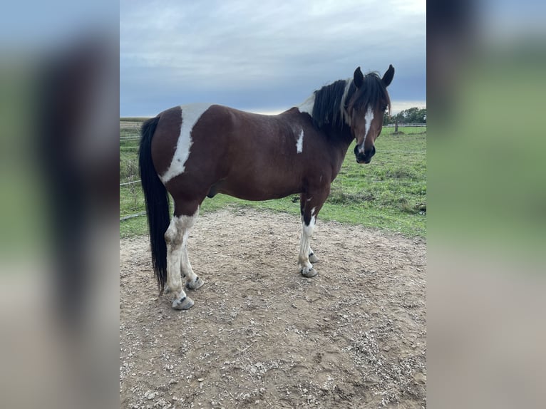 Paint Horse Mestizo Caballo castrado 6 años 150 cm Pío in Poing