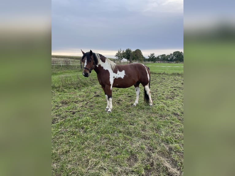 Paint Horse Mestizo Caballo castrado 6 años 150 cm Pío in Poing