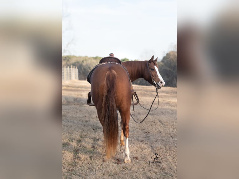 Paint Horse Caballo castrado 6 años 152 cm Alazán rojizo in Baldwyn