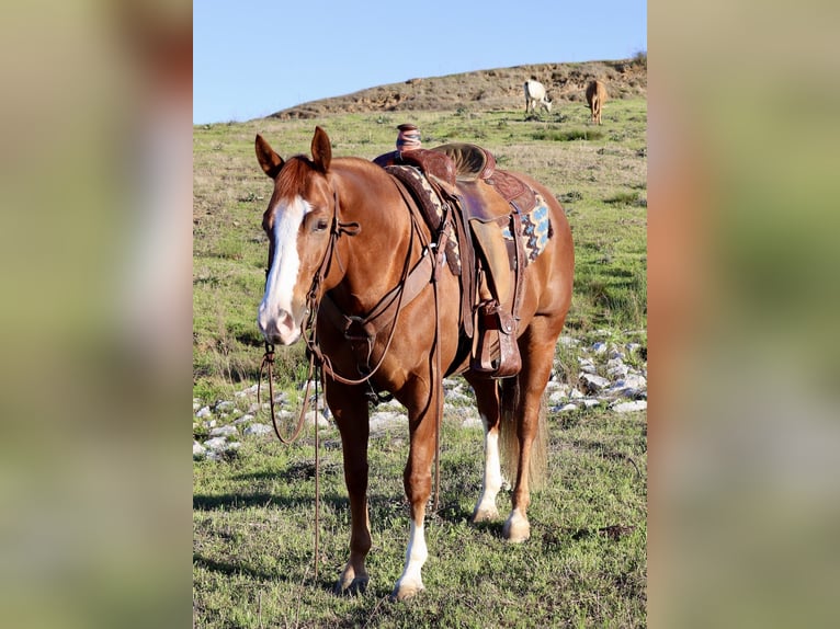Paint Horse Caballo castrado 6 años 152 cm Alazán rojizo in Baldwyn