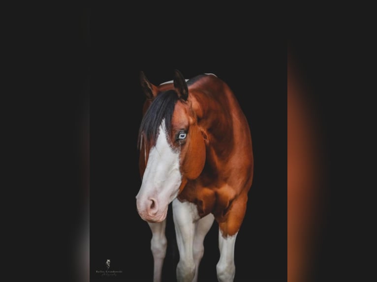 Paint Horse Caballo castrado 6 años 152 cm Alazán-tostado in Dallas PA