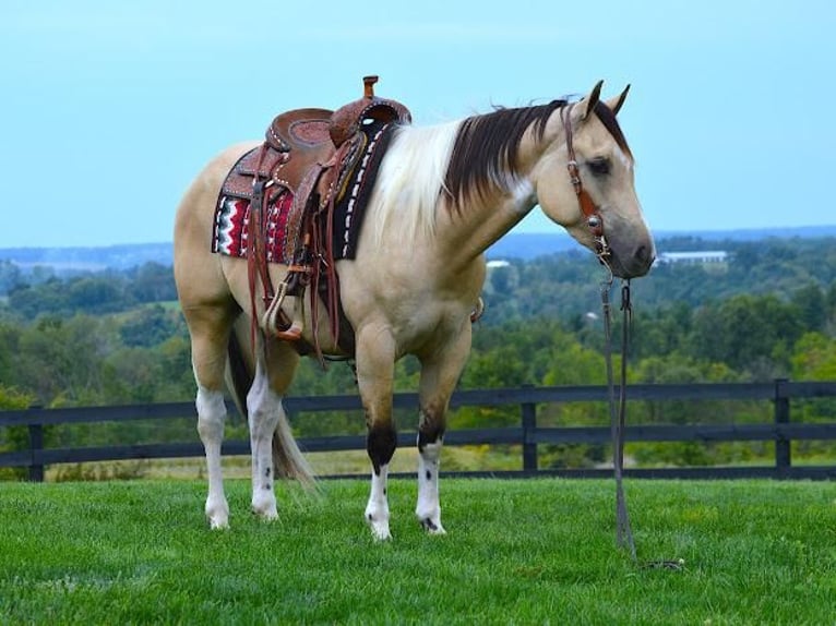 Paint Horse Caballo castrado 6 años 152 cm Buckskin/Bayo in Fredericksburg, OH