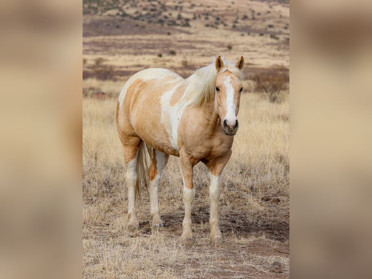 Paint Horse Mestizo Caballo castrado 6 años 152 cm in Camp Verde, AZ