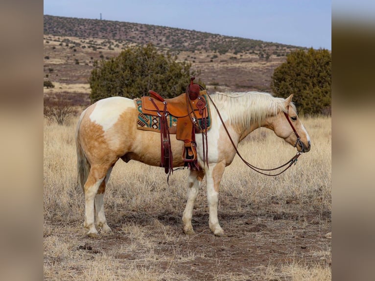 Paint Horse Mestizo Caballo castrado 6 años 152 cm in Camp Verde, AZ