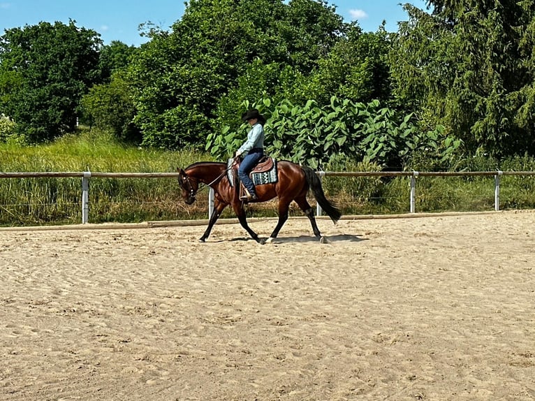 Paint Horse Caballo castrado 6 años 152 cm Castaño in Dermbach