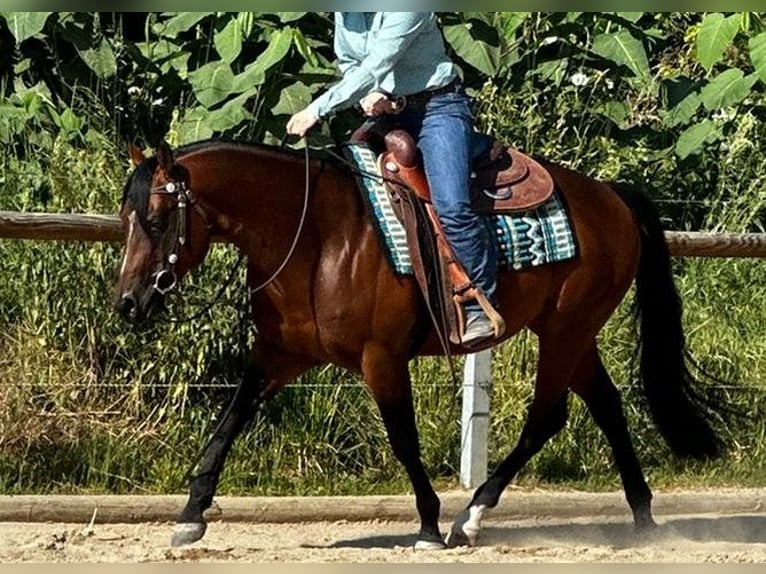 Paint Horse Caballo castrado 6 años 152 cm Castaño in Dermbach