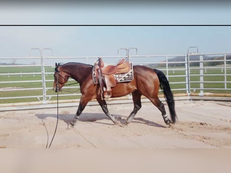 Paint Horse Caballo castrado 6 años 152 cm Castaño in Dermbach