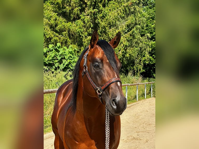 Paint Horse Caballo castrado 6 años 152 cm Castaño in Dermbach