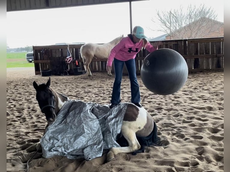 Paint Horse Caballo castrado 6 años 152 cm Grullo in Ravenna, TX