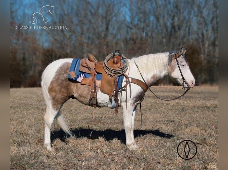 Paint Horse Caballo castrado 6 años 152 cm Grullo in Gerald, MO