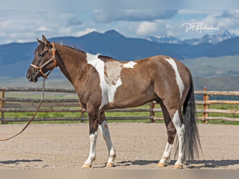 Paint Horse Caballo castrado 6 años 152 cm Grullo in Great Falls, MT