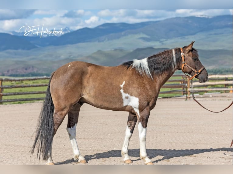 Paint Horse Caballo castrado 6 años 152 cm Grullo in Great Falls, MT