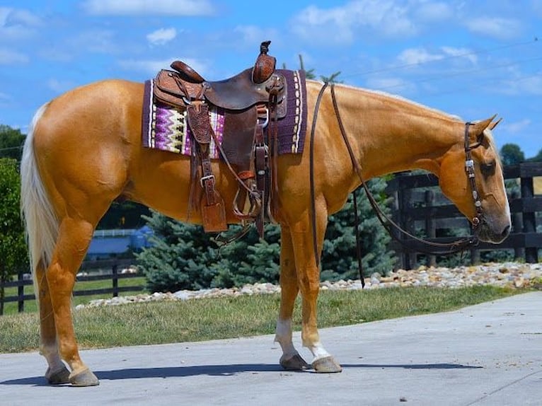 Paint Horse Caballo castrado 6 años 152 cm Palomino in Wooster, OH