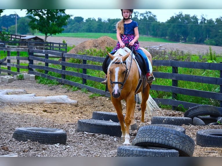 Paint Horse Caballo castrado 6 años 152 cm Palomino in Wooster, OH