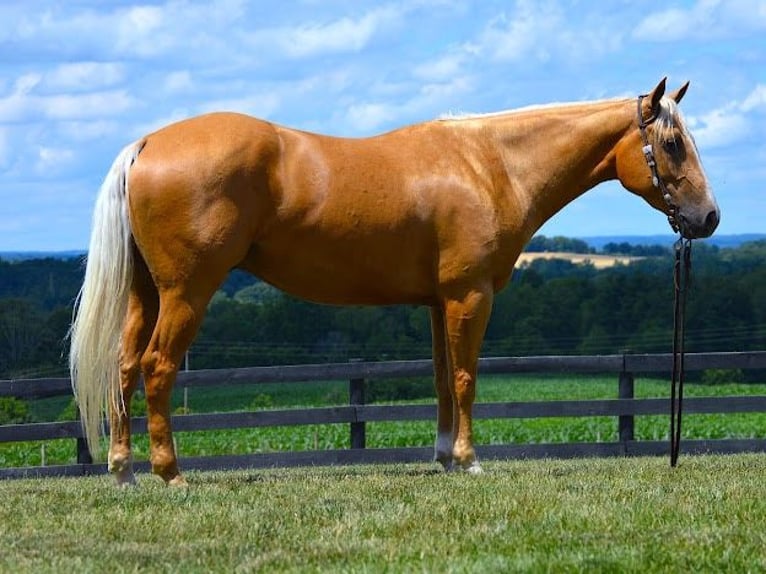 Paint Horse Caballo castrado 6 años 152 cm Palomino in Wooster, OH