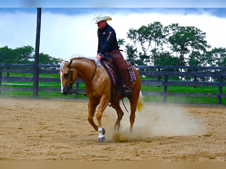 Paint Horse Caballo castrado 6 años 152 cm Palomino in Wooster, OH