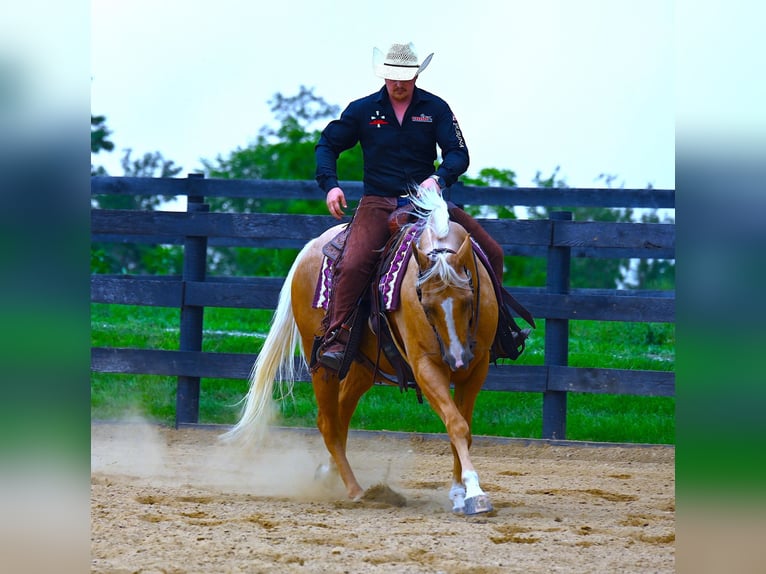 Paint Horse Caballo castrado 6 años 152 cm Palomino in Wooster, OH