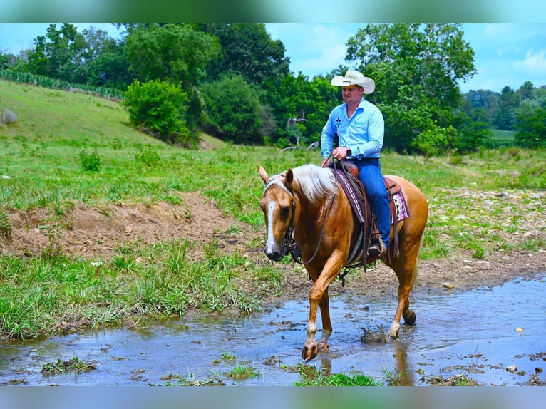 Paint Horse Caballo castrado 6 años 152 cm Palomino in Wooster, OH