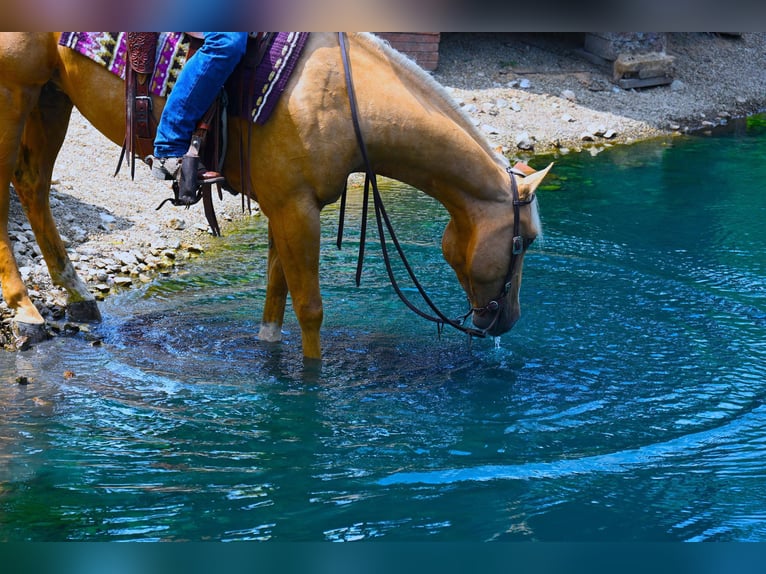 Paint Horse Caballo castrado 6 años 152 cm Palomino in Wooster, OH