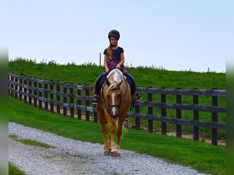 Paint Horse Caballo castrado 6 años 152 cm Palomino in Wooster, OH