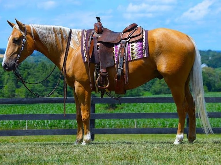 Paint Horse Caballo castrado 6 años 152 cm Palomino in Wooster, OH