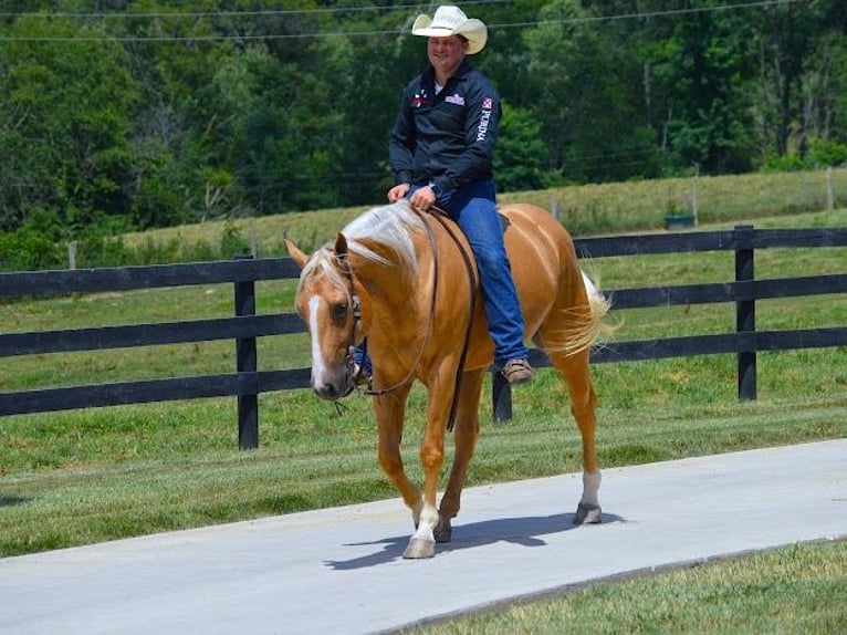 Paint Horse Caballo castrado 6 años 152 cm Palomino in Wooster, OH