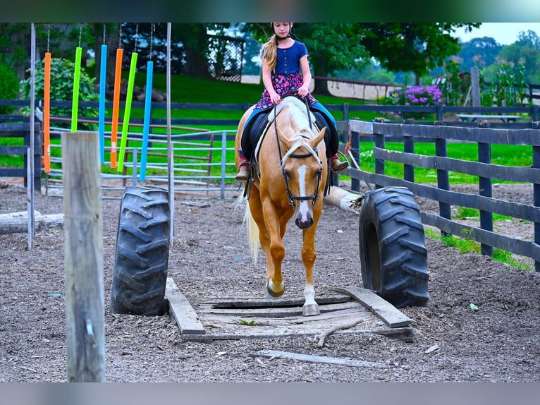 Paint Horse Caballo castrado 6 años 152 cm Palomino in Wooster, OH