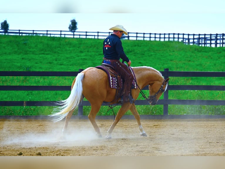 Paint Horse Caballo castrado 6 años 152 cm Palomino in Wooster, OH