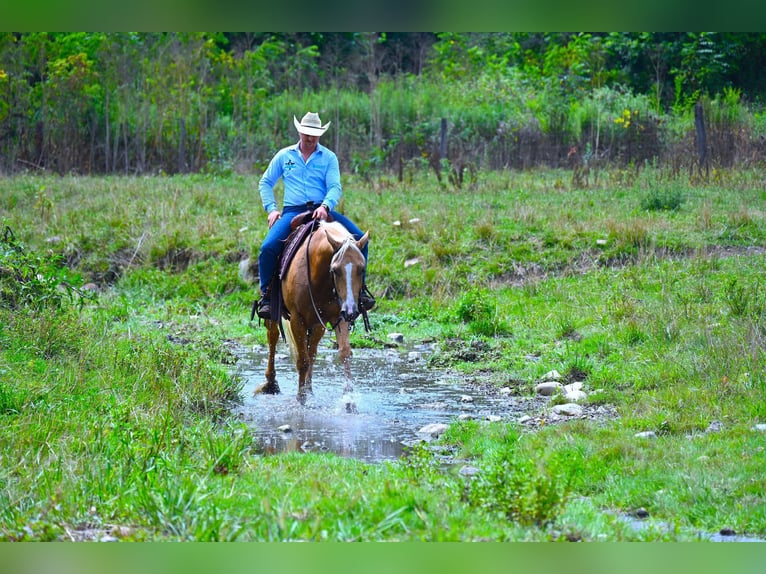 Paint Horse Caballo castrado 6 años 152 cm Palomino in Wooster, OH