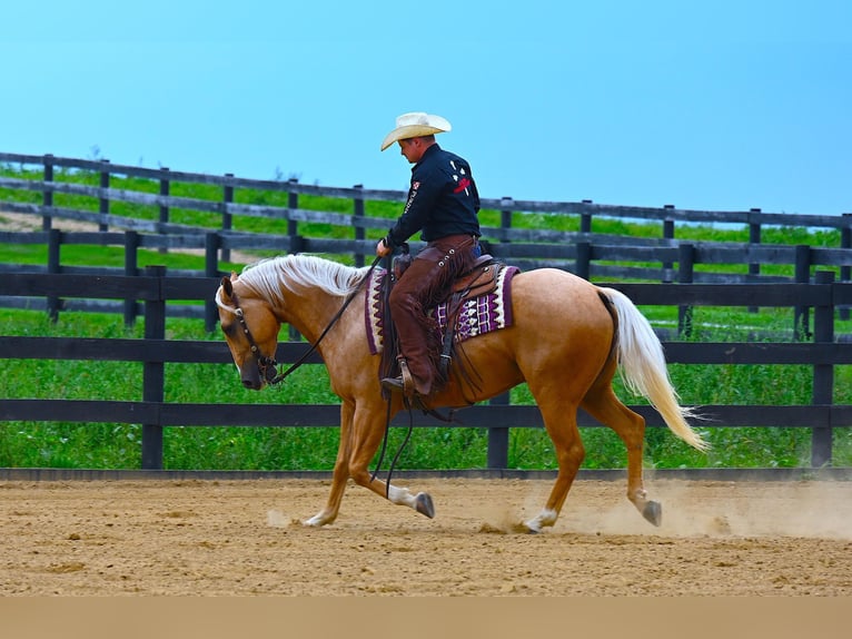 Paint Horse Caballo castrado 6 años 152 cm Palomino in Wooster, OH