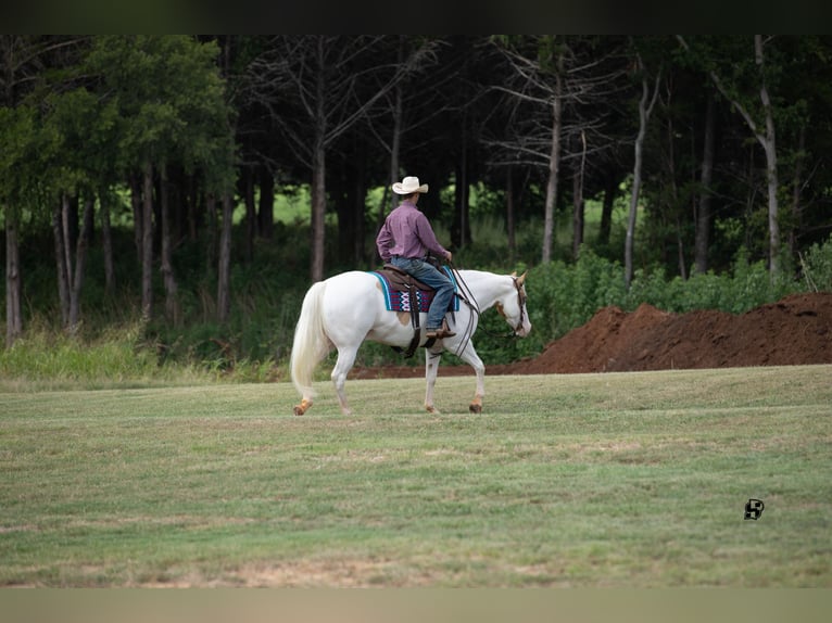 Paint Horse Caballo castrado 6 años 152 cm Pío in Whitesboro, TX